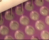Click for video of AMT� MicroLiter Dispenser